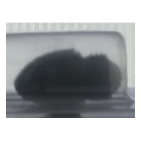 angel bullet ball detent